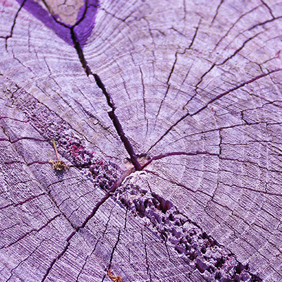 Lavender Stump