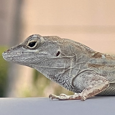 Geco