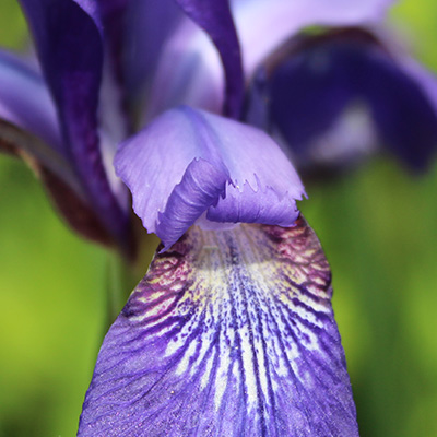 Lavender Flower